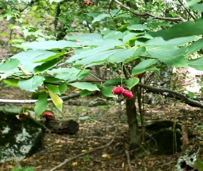 Прикрепленное изображение: 2ber1.jpg